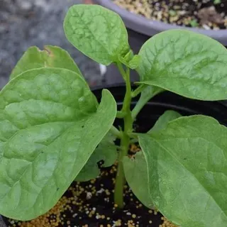 thumbnail for publication: Florida Cultivation Guide for Malabar Spinach